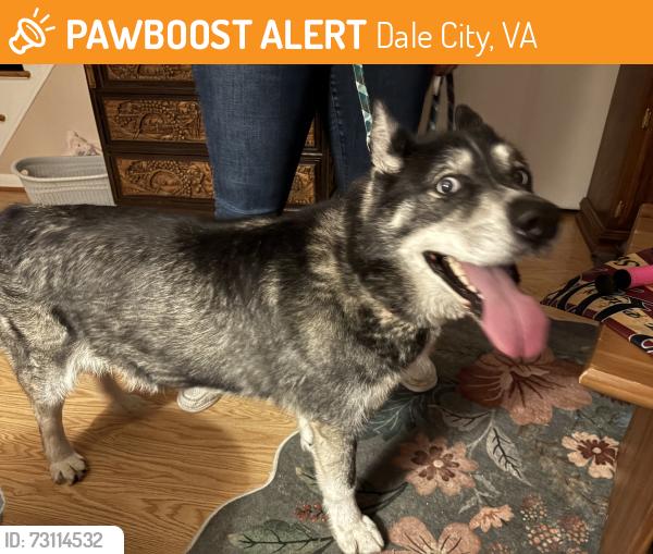 Found/Stray Female Dog last seen Echo Ct and Darbydale, Dale City, VA 22193