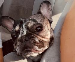 Reunited Female Dog last seen Near Reisling Dr, Perris, CA 92571, USA, Perris, CA 92571
