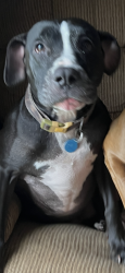 Lost Female Dog last seen Blue angel, Pensacola, FL 32506