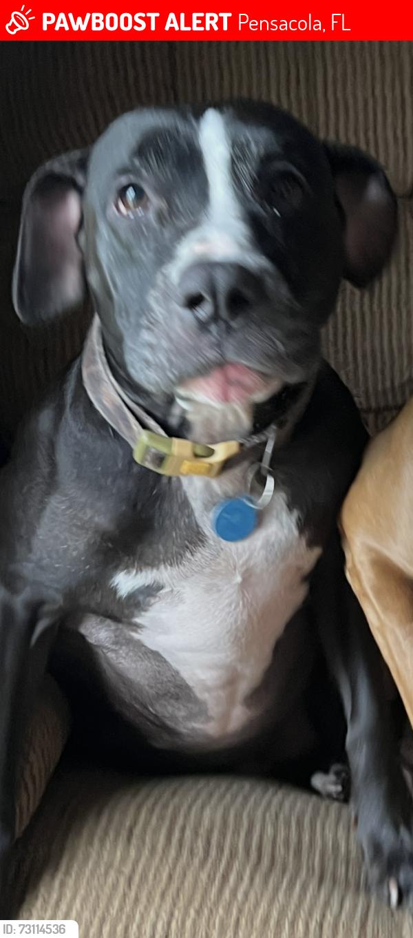 Lost Female Dog last seen Blue angel, Pensacola, FL 32506