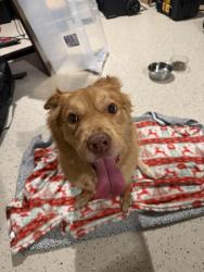 Found/Stray Female Dog last seen Van Buren PKWY And Burnt Store Road, Cape Coral, FL 33993