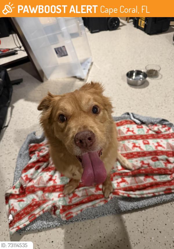 Found/Stray Female Dog last seen Van Buren PKWY And Burnt Store Road, Cape Coral, FL 33993