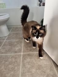 Found/Stray Unknown Cat last seen Lake Midnapore, Calgary, AB 