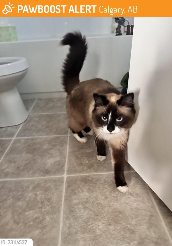 Found/Stray Unknown Cat last seen Lake Midnapore, Calgary, AB 