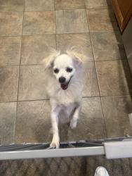 Reunited Male Dog last seen Near Via Montebello San Diego 92129, San Diego, CA 92129