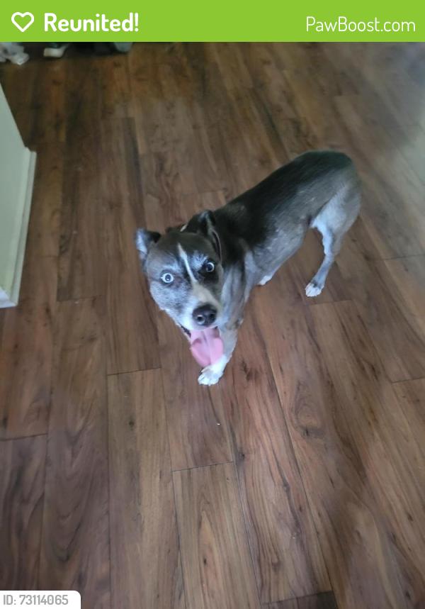 Reunited Female Dog last seen Saybrook & Cloverdale, San Antonio, TX 78250