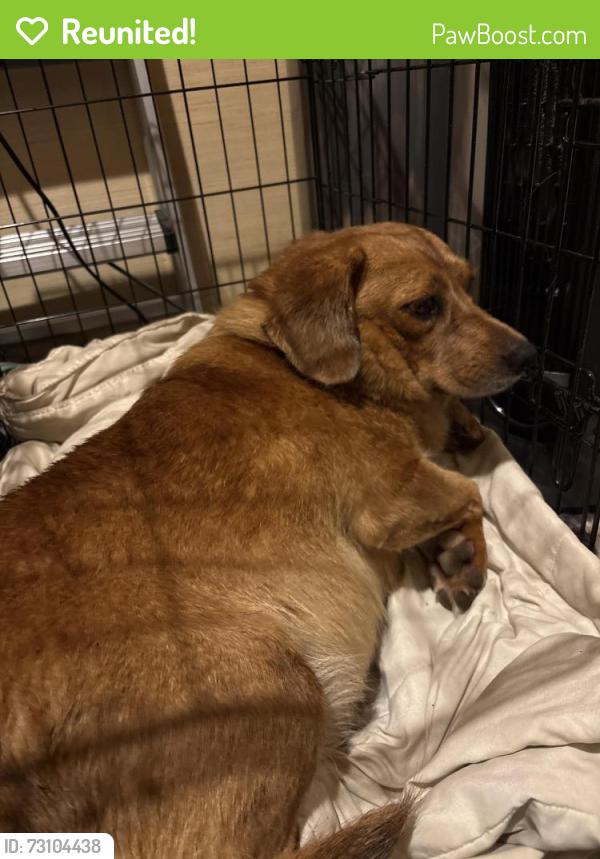 Reunited Female Dog last seen Penton Road, Pace, FL 32571