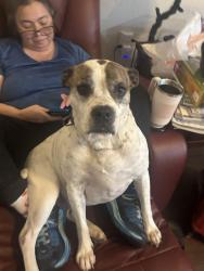 Reunited Female Dog last seen Caswell Road , Estes, Chapel Hill, NC 27514