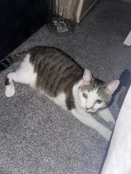 Reunited Female Cat last seen Fairfield road, Yiewsley, England UB7