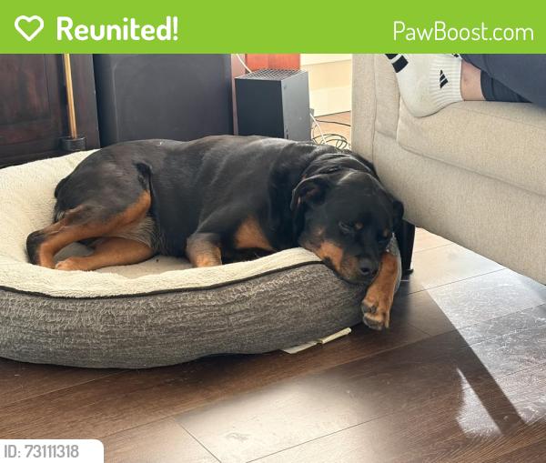 Reunited Female Dog last seen N Narrows Dr & N Bridgeview Dr, Tacoma, WA 98406