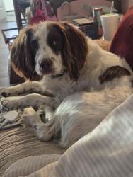 Reunited Female Dog last seen Highrock Rd, Gibsonville, NC 27249