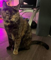 Reunited Female Cat last seen Near ave 102 street, Edmonton, AB T5E 4J5