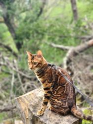 Reunited Male Cat last seen Elm drive and Acacia drive, Rodeo, CA 94572