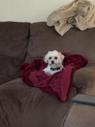 Reunited Female Dog last seen Medical Parkway & Shadowberry Crest, Chesapeake, VA 23320