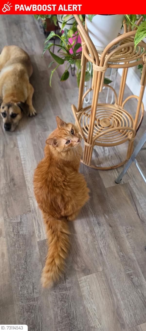 Lost Male Cat last seen Aloma and Deep Lake Rd, Seminole County, FL 32765