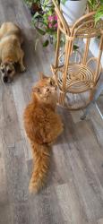 Lost Male Cat last seen Aloma and Deep Lake Rd, Seminole County, FL 32765