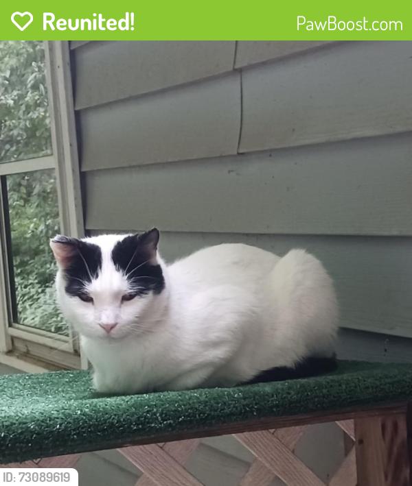 Reunited Male Cat last seen Greystone Road, Waterbury, CT 06704