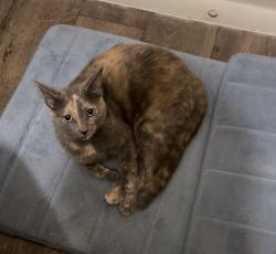 Reunited Unknown Cat last seen Near W Inglenook Dr, Midvale, UT 84047, USA, Midvale, UT 84047
