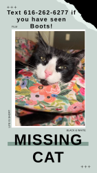 Lost Male Cat last seen parmalee road, Middleville, MI 49333