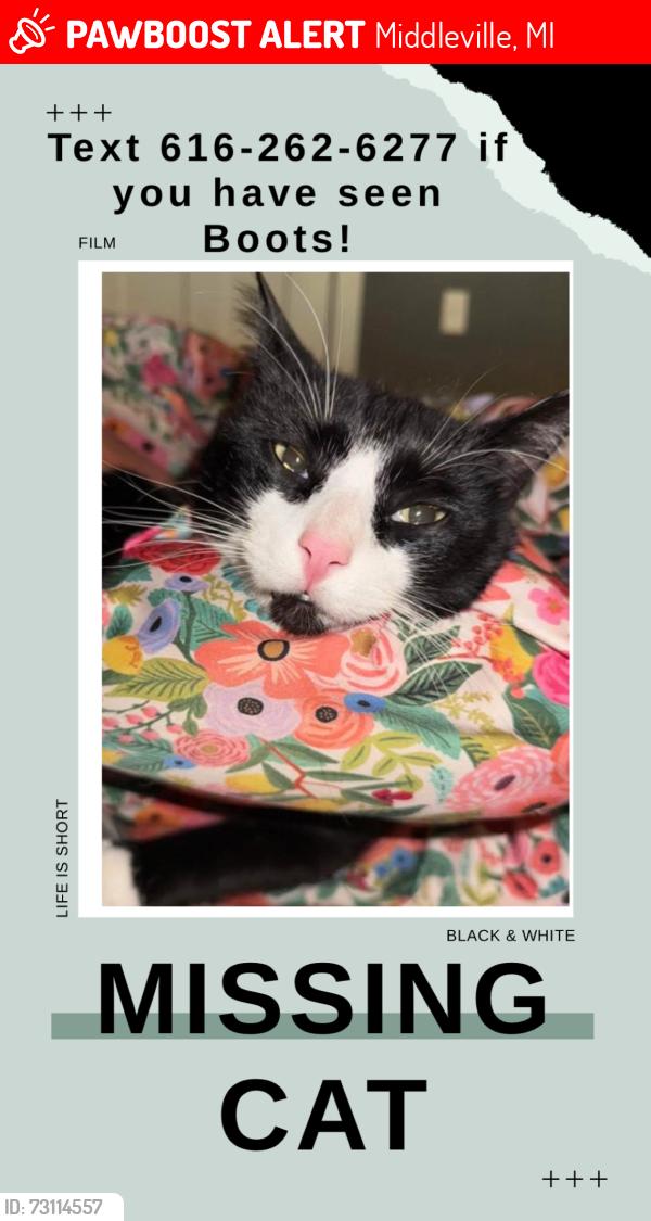 Lost Male Cat last seen parmalee road, Middleville, MI 49333