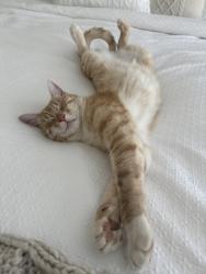 Lost Male Cat last seen W floating feather, Star, ID 83669