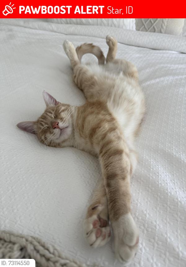 Lost Male Cat last seen W floating feather, Star, ID 83669