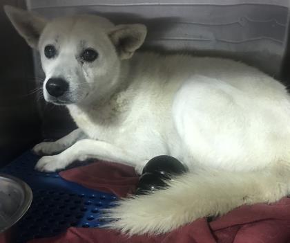 Shelter Stray Male Dog last seen Near S DESERT BLVD, CITY of El Paso, TX, 5001 Fred Wilson Ave, El Paso, TX 79906, USA