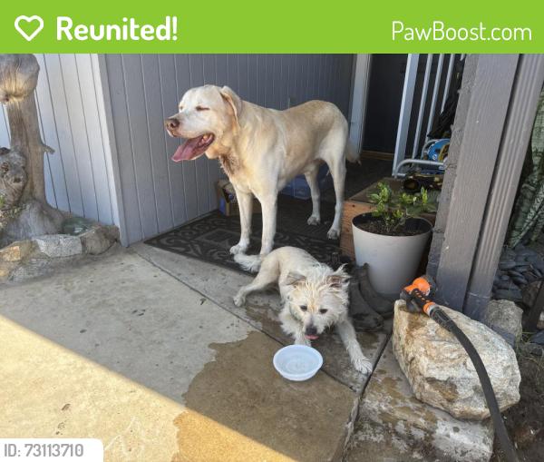 Reunited Male Dog last seen Near Celia vista 92115, San Diego, CA 92115