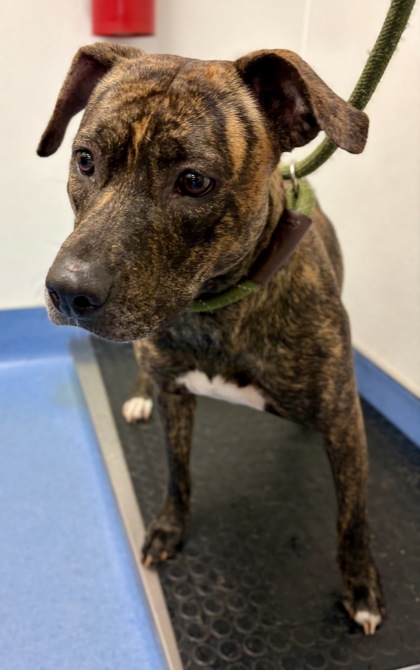 Shelter Stray Female Dog last seen Near stonegate point, 30083, GA, 3280 Chamblee Dunwoody Rd, Chamblee, GA 30341, USA