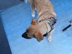 Reunited Male Dog last seen San Diego Fairgrounds, Del Mar, CA 92014