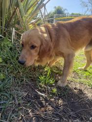 Reunited Male Dog last seen Loraine and Bennett, Glendora, CA 91741