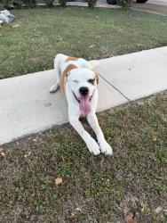 Found/Stray Male Dog last seen Shady green, San Antonio, TX 78250