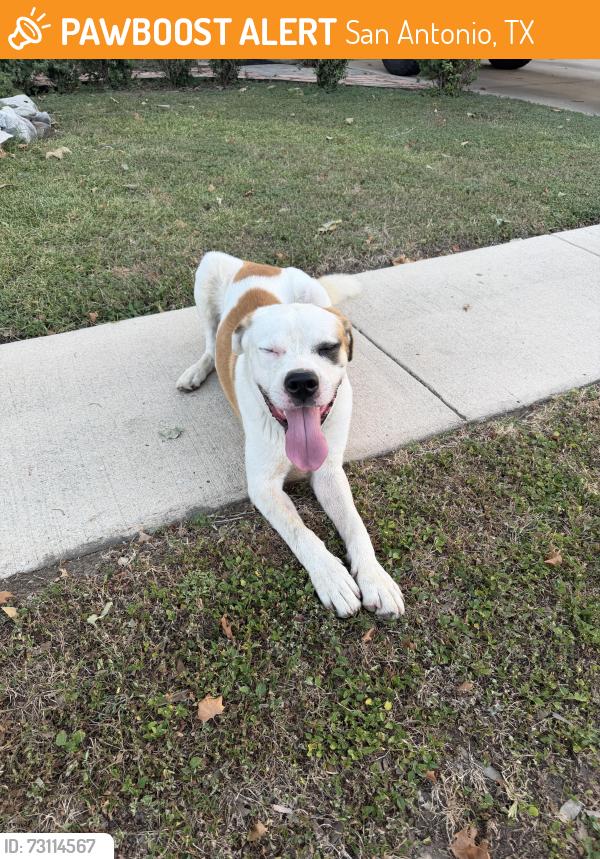Found/Stray Male Dog last seen Shady green, San Antonio, TX 78250