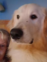 Reunited Male Dog last seen General Hill rd. And Shaffer rd. Or summit springs, Flat Rock, NC 28731