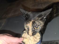 Found/Stray Unknown Cat last seen 126th ave between Seminole Blvd and 113th Street Largo, Largo, FL 33778