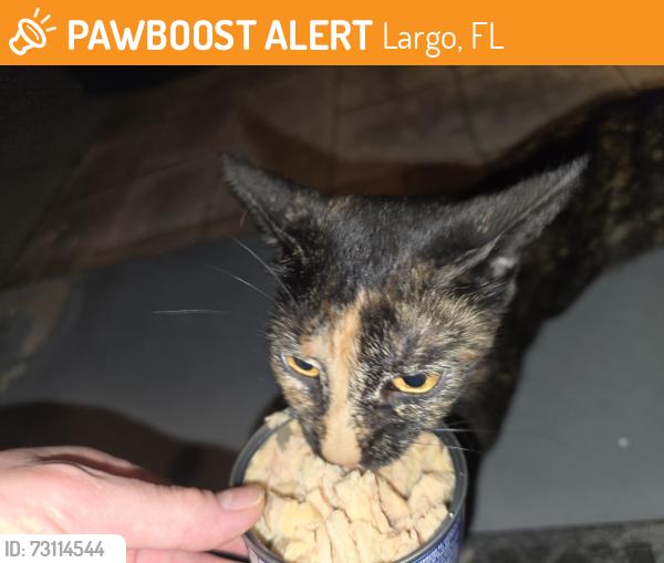Found/Stray Unknown Cat last seen 126th ave between Seminole Blvd and 113th Street Largo, Largo, FL 33778