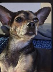 Reunited Female Dog last seen Lake Meade and Civic center, North Las Vegas, NV 89030