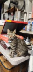 Found/Stray Female Cat last seen Fonda and la habra blvd, La Habra, CA 90631