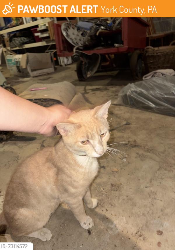 Found/Stray Male Cat last seen Trinity Rd and Market St near the Sheetz, York County, PA 17408