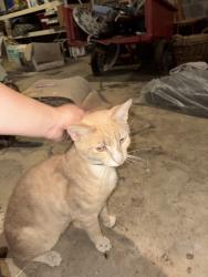 Found/Stray Male Cat last seen Trinity Rd and Market St near the Sheetz, York County, PA 17408