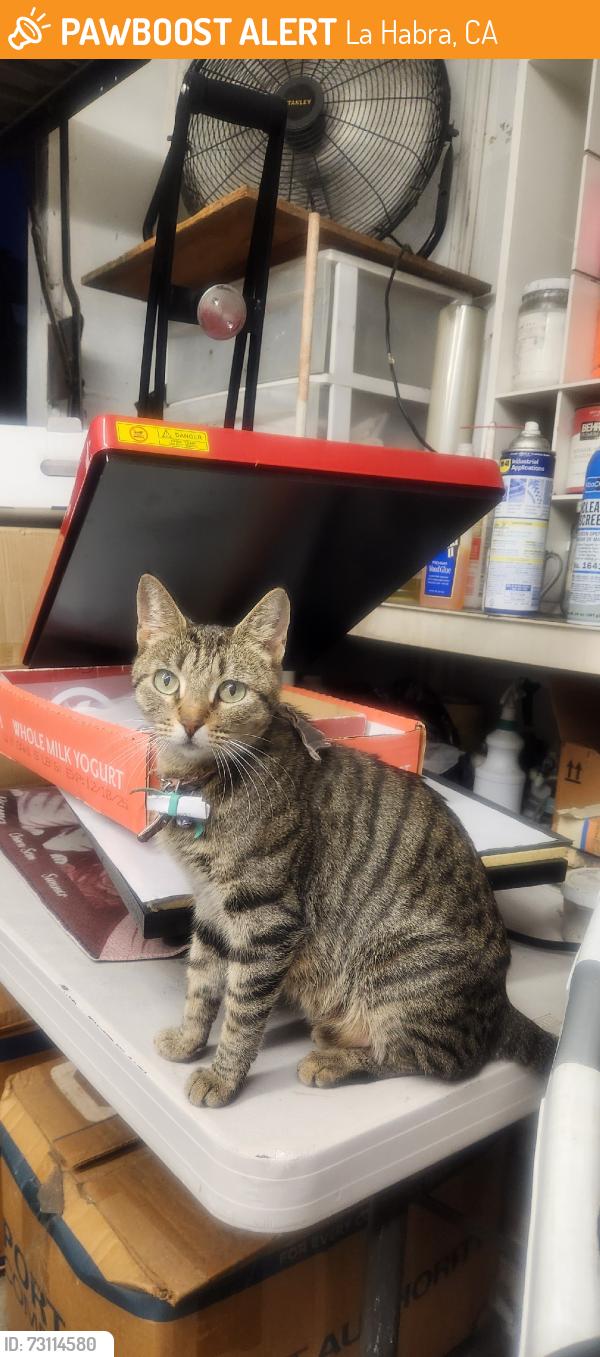 Found/Stray Female Cat last seen Fonda and la habra blvd, La Habra, CA 90631