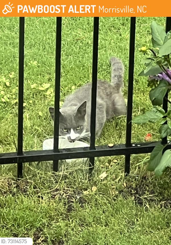 Found/Stray Unknown Cat last seen Smallwood Drive/Felman Road, Morrisville, NC 27560