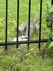 Found/Stray Unknown Cat last seen Smallwood Drive/Felman Road, Morrisville, NC 27560