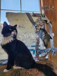 Reunited Male Cat last seen Junction and Royal Palm Rd, Apache Junction, AZ 85119