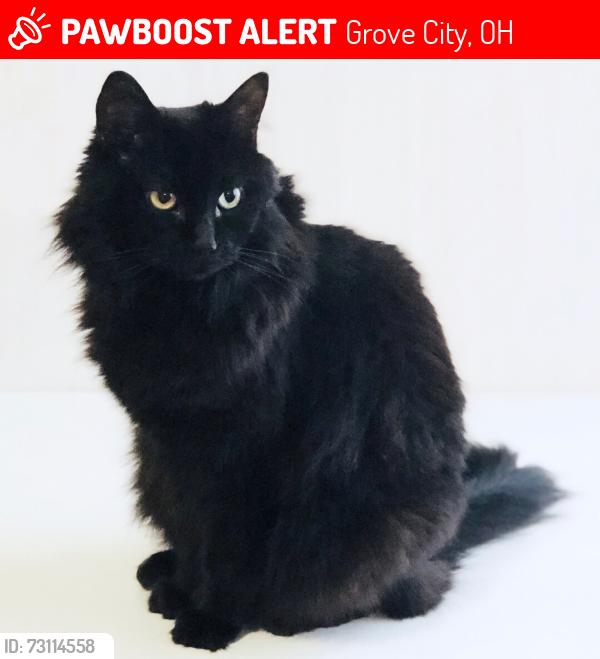 Lost Female Cat last seen Willow Creek Park, Hardy Parkway, Grove City, OH 43123