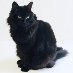 Lost Female Cat last seen Willow Creek Park, Hardy Parkway, Grove City, OH 43123