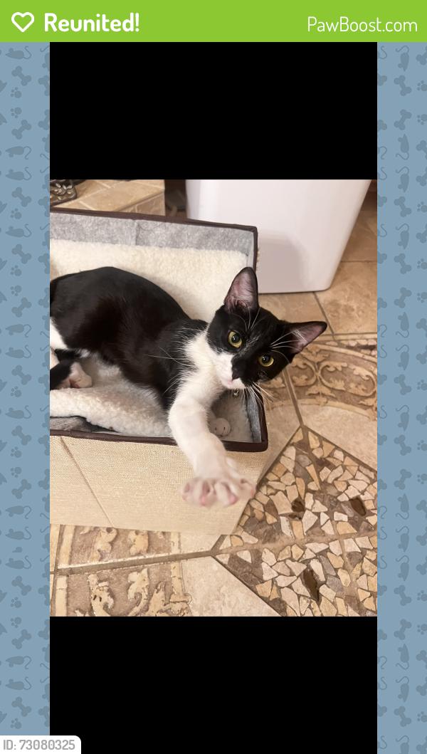 Reunited Female Cat last seen Dancing Bear, San Antonio, TX 78260
