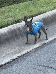 Found/Stray Unknown Dog last seen Buffalo Grill on rebsamen in Lr., Little Rock, AR 72207