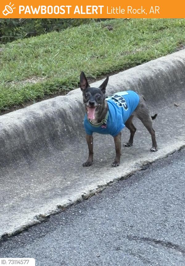 Found/Stray Unknown Dog last seen Buffalo Grill on rebsamen in Lr., Little Rock, AR 72207