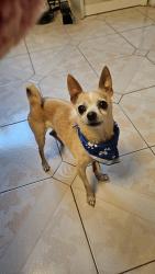 Reunited Male Dog last seen Parc Giuseppe-Garibaldi, Montréal, QC H1S 2W9